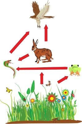 Using the organisms you identified in part B, create a food web for the ecosystem-example-1