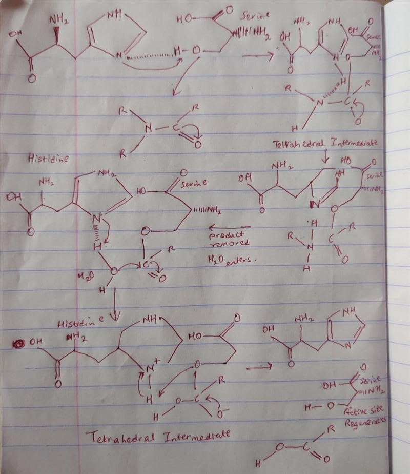 Serpins are naturally occurring proteins that serve as serine protease inhibitors-example-1