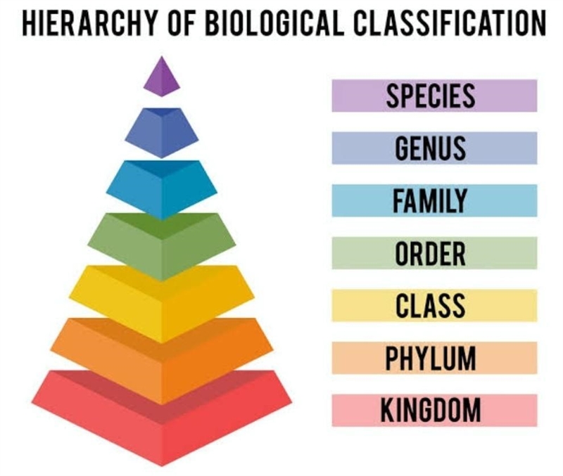 A table showing examples of organisms from different groups is provide. According-example-1