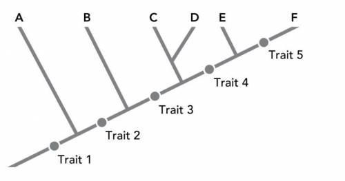 The cladogram shown below describes the evolutionary relationship among several species-example-1