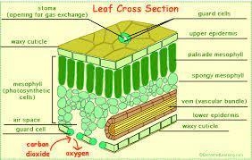 Please help me solve this inside a leaf structure.-example-1