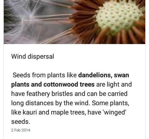 A- which plant uses the wind to spread its seed-example-1