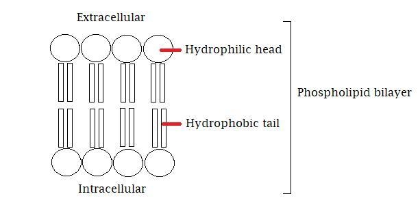 Which of the following describes how phospholipids are positioned in the double layer-example-1