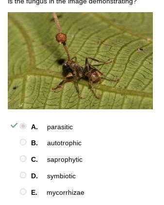 The image shows an ant that has been infected by a fungus, with the sporangium of-example-1