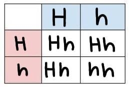 3. Please create a cross of TWO HETEROZYGOUS people with a particular trait. Knowing-example-1