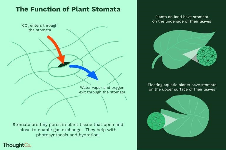 Where are stomata located? A. The bottom roots of the Leaves B. The roots C. the top-example-1