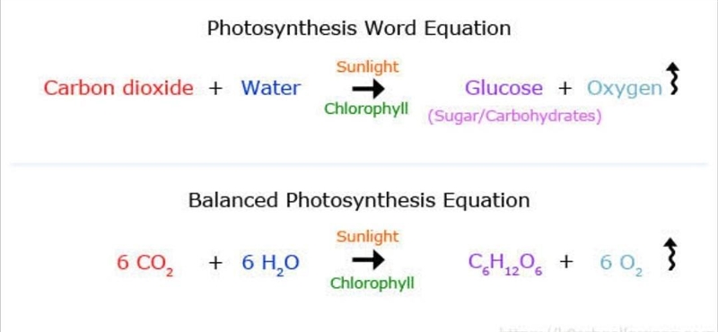 1. What three things do plants need for the process of photosynthesis? a. Sunlight-example-1