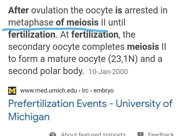 When does fertilization occur? o before meiosis || O after meiosis | O before meiosis-example-1