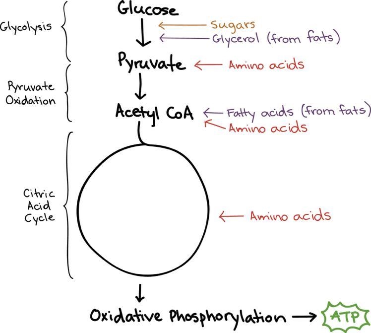 What is the order of how glucose molecules make it into the cells? *-example-1