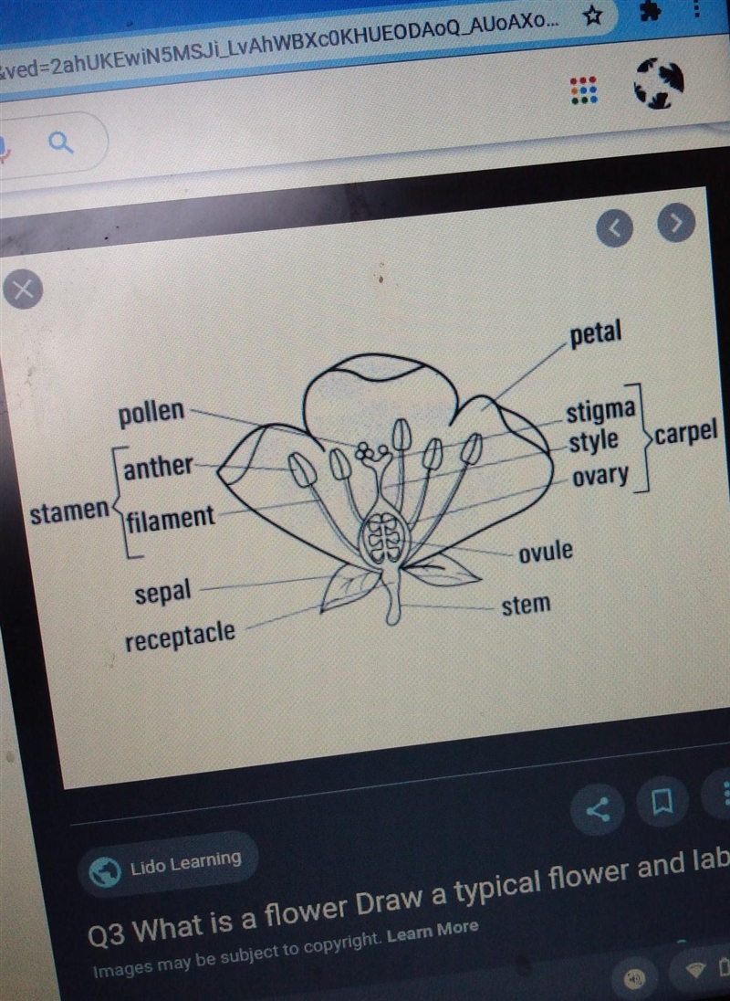 Does anyone have a flower diagram with all the labels? It would really help-example-1