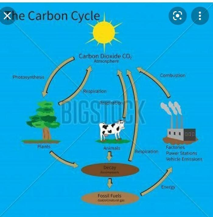 Project: Modeling the Carbon Cycle Create a poster that models the carbon cycle. can-example-1