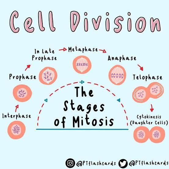 What’s an example of interphase stage of cell-example-1