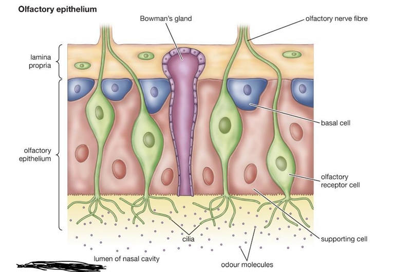 In the olfactory organs, the olfactory receptor cells are located within which type-example-1