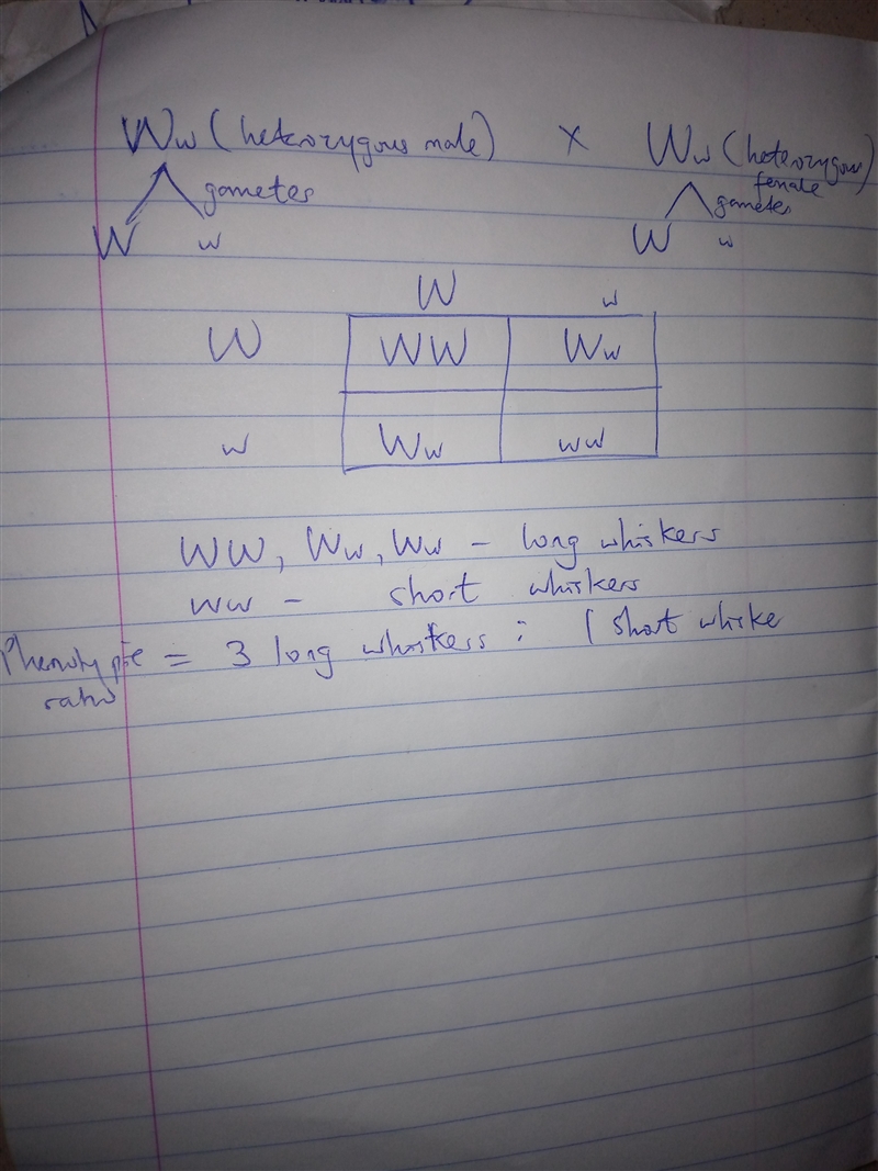 Please helppp A heterozygous female with long whiskers mates with a heterozygous male-example-1