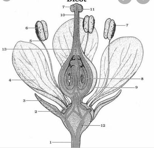 Provide the labels of the angiosperm flower shown below ​-example-1