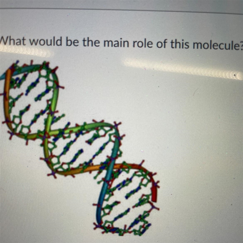 What would be the main role of this molecule? A) Energy storage B) Transport of solutes-example-1