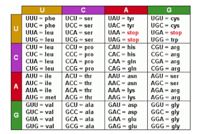 1. In DNA, the complementary bases are A-T and C-G, what is different about the complementary-example-1