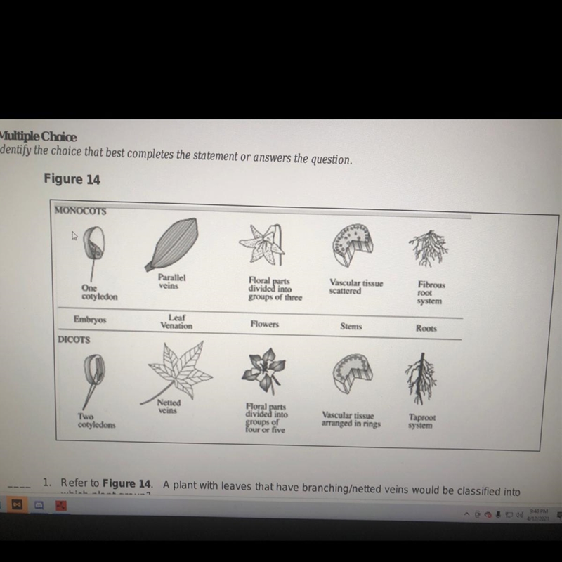 Refer to Figure 14. A plant with leaves that have branching/netted veins would be-example-1