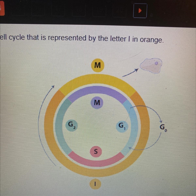 Identify the stage of the cell cycle that is represented by the letter I in orange-example-1