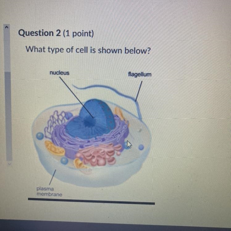 What type of cell is shown below? Plant cell,egg cell,eukaryotic cell,prokaryotic-example-1