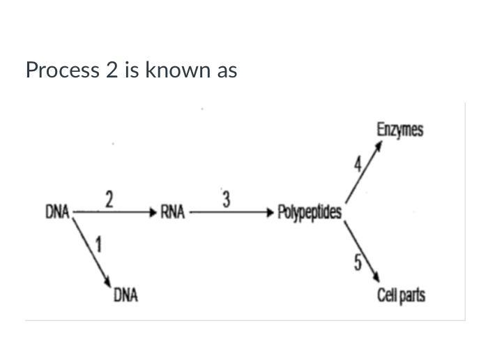 Process 2 is known as-example-1