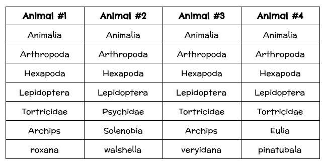 HELP WORTH POINTS I NEED IT NOW The scientific name of Animal #1 is Tortricidae archips-example-1