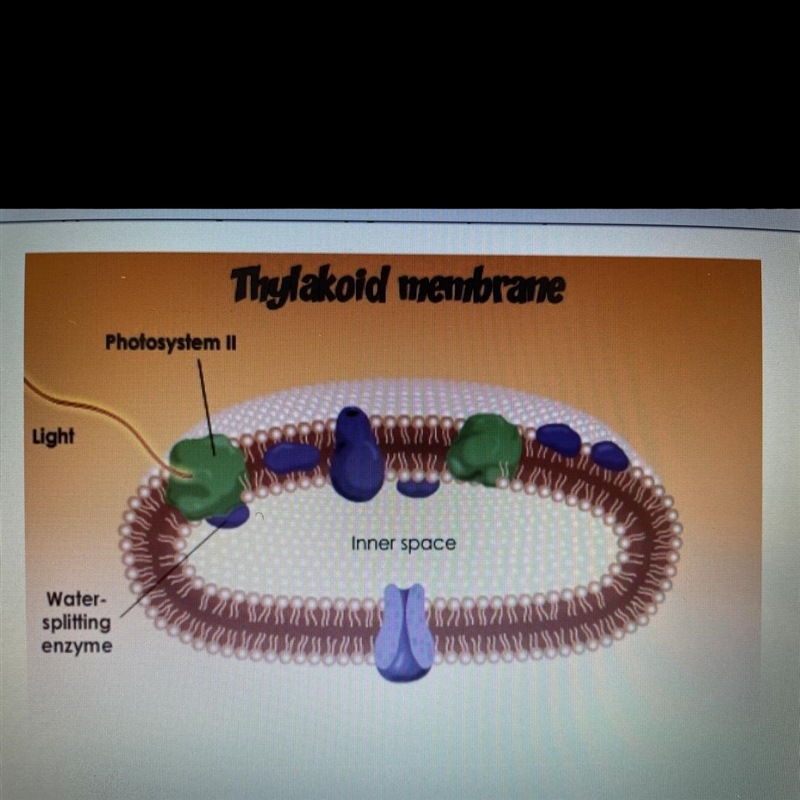 What happens when light hits the pigment in photosystem II? A. It alters the shape-example-1