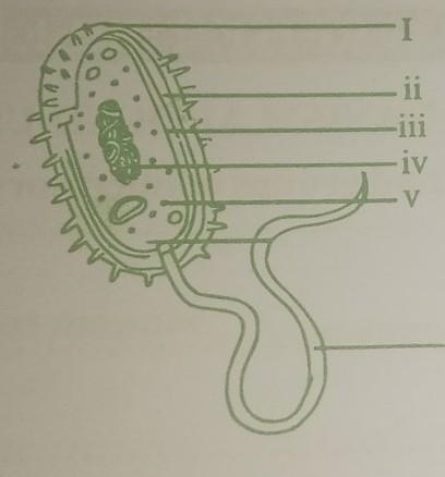 3a) label the structure of bacterium below i-vi​-example-1