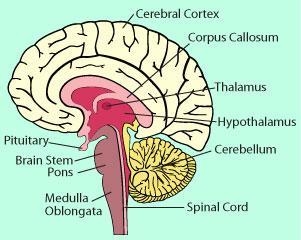 Which part of the brain controls body movements and processes information from the-example-1