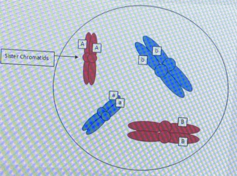 Below is an image of a nucleus before it divides via meiosis. The chromosomes shown-example-1