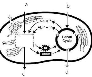 See above diagram, a represents Options water glucose oxygen CO2-example-1