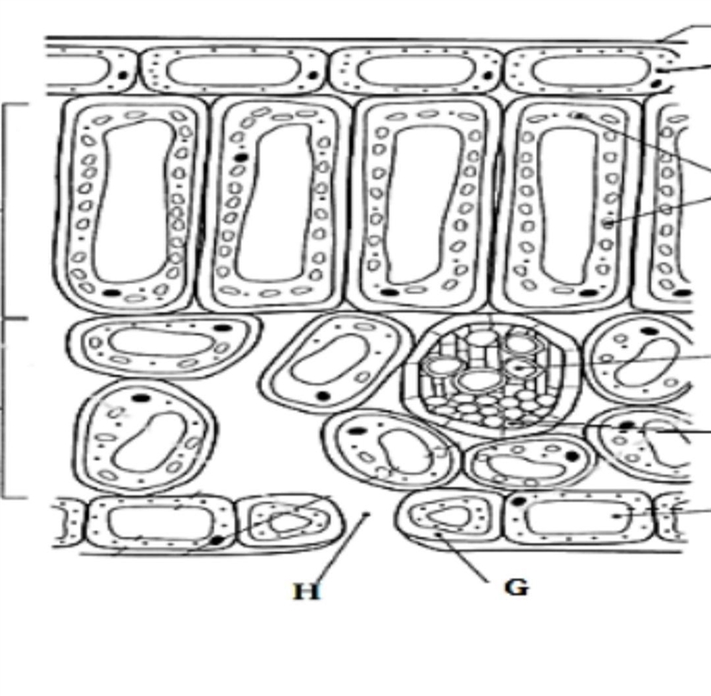 Please help me solve this inside a leaf structure.-example-1