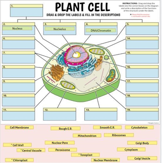 PLEASE HELP plant cell diagram-example-1