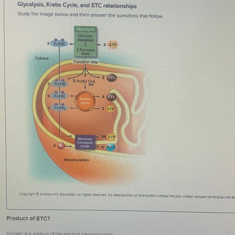 PLEASE HELP ITS MY LAST QUESTION Oxygen is a product of the electron transport chain-example-1