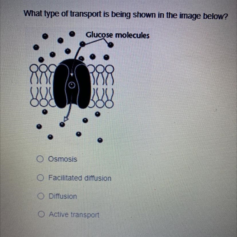 What type of transport is being shown in the image below? Glucose molecules O Osmosis-example-1