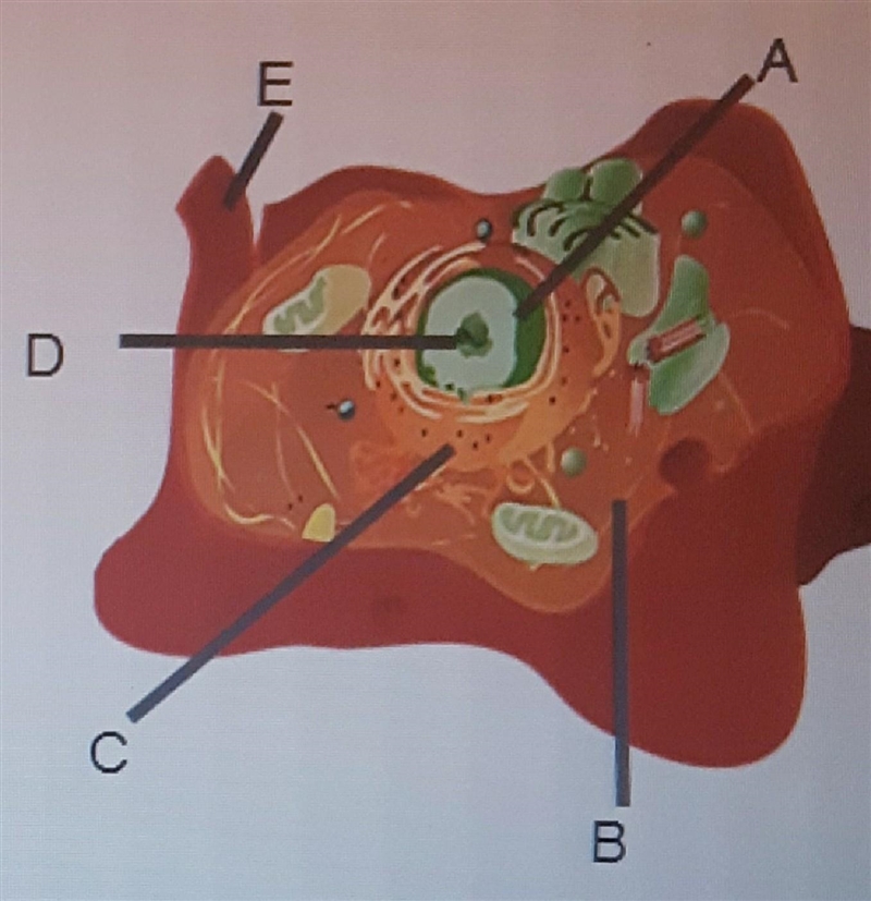 Identify the structures in the cell pictured on the right: Label A Label B Label C-example-1