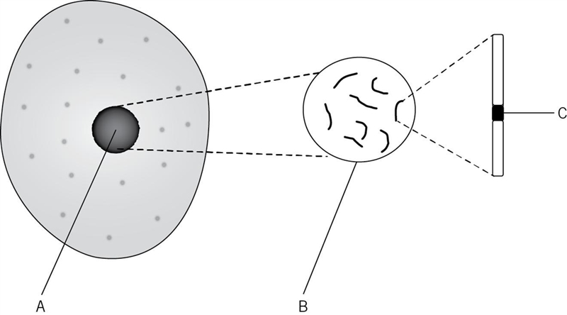 Name structures A, B, and C.-example-1