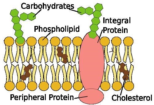 Cell membranes: What are all the main components of a cell membrane responsible for-example-1