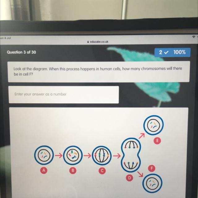 Look at the diagram. When this process happens in human cells, how many chromosomes-example-1