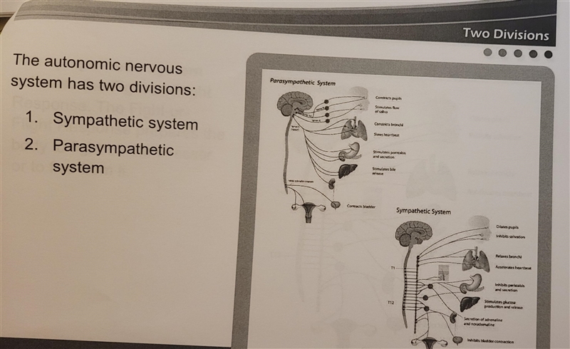 The parasympathetic system is a branch of which nervous system?-example-2