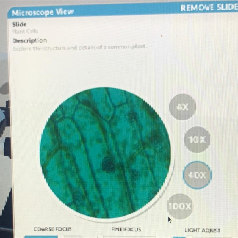 What part of the plant cell is this??-example-1