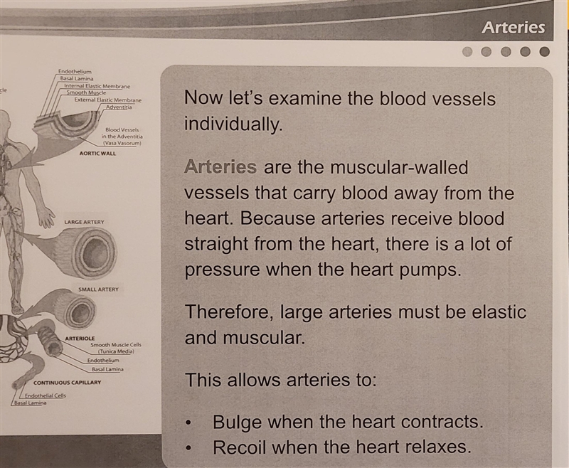 True or False: (&Why) Arteries are elastic and muscular.-example-2