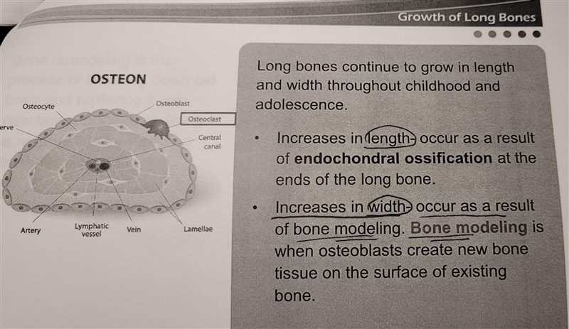 True or False: Increases in the width of long bones is a result of bone modeling.-example-2