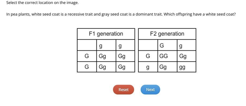 In pea plants, white seed coat is a recessive trait and gray seed coat is a dominant-example-1