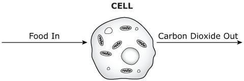 Many cellular processes are performed by cells. A typical cell and a common process-example-1