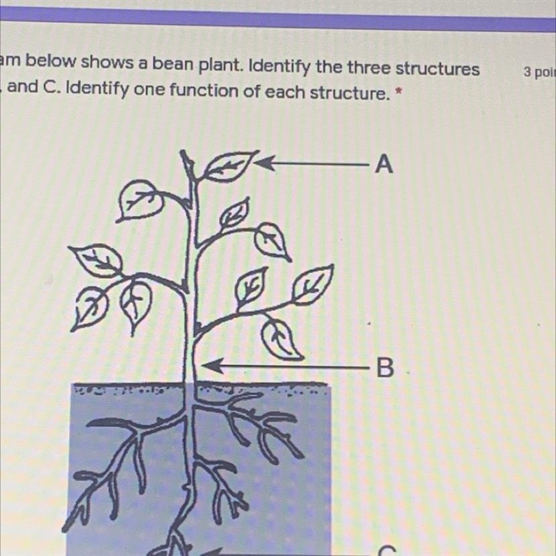 3 points 1. The diagram below shows a bean plant. Identify the three structures labeled-example-1