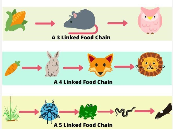 Identify 1 food chain that is a part of this food web. Your chain should include both-example-1