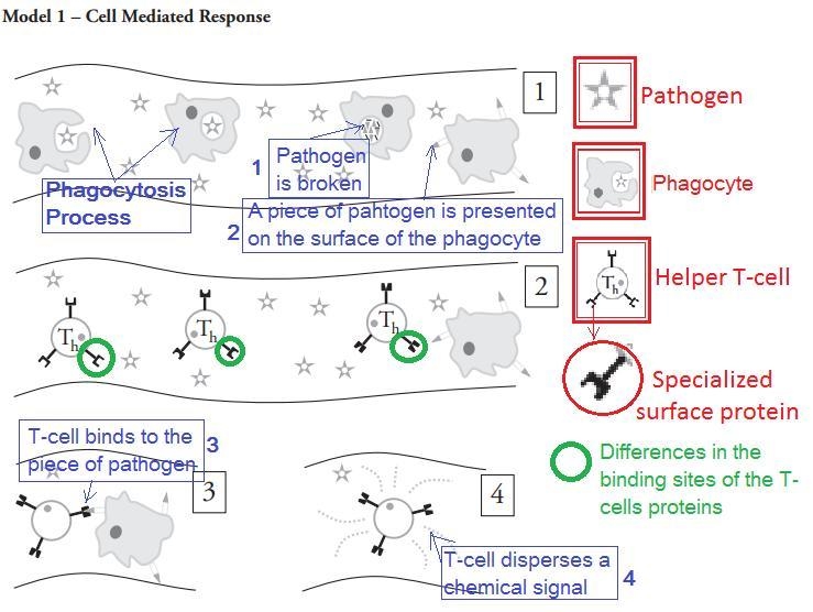 One way in which organisms maintain homeostasis is by detecting foreign cells and-example-1