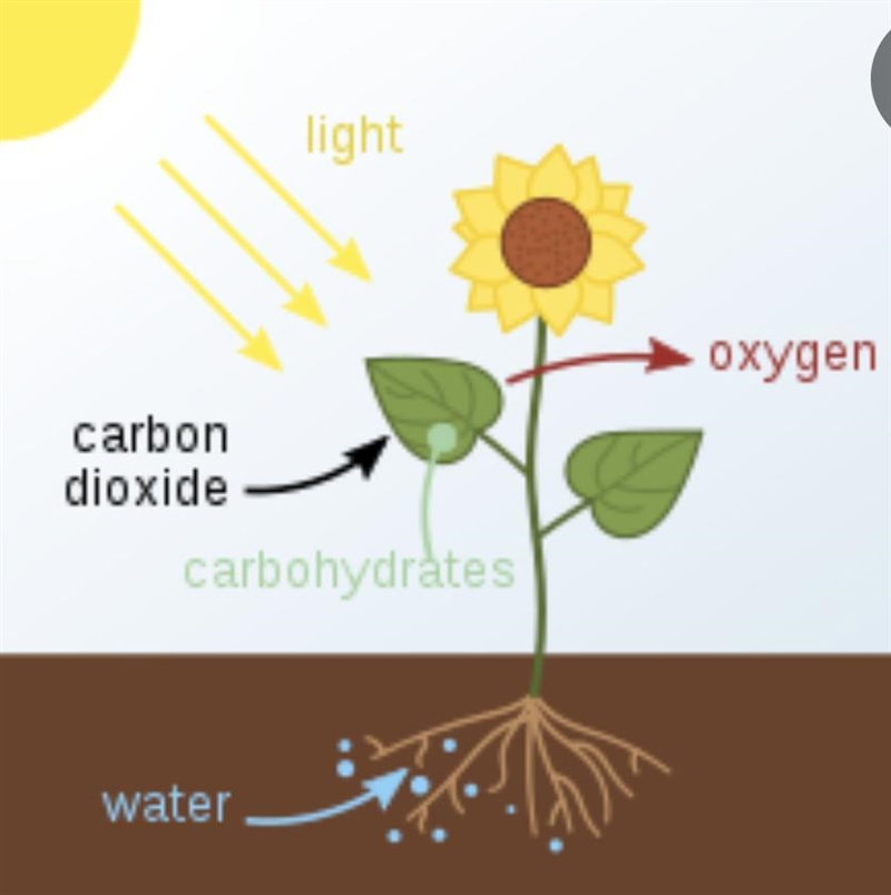 3- Explain photosynthesis's role in the carbon cycle and i will give you more point-example-1