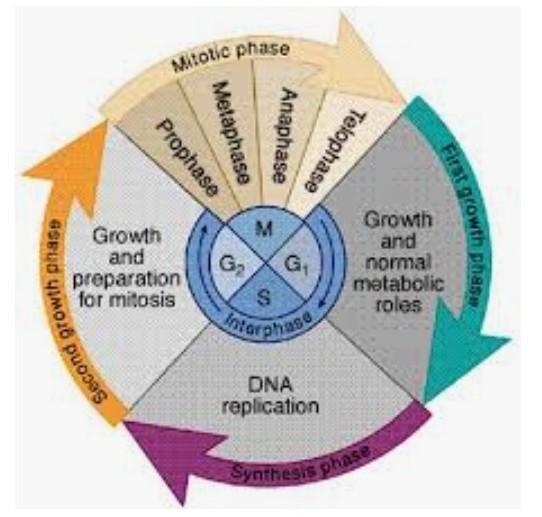 Model of a cell cycle-example-1